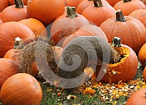 Brown Squirrel Snacking on Pumpkin Seeds