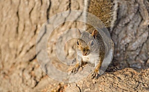 Brown squirrel at sunset