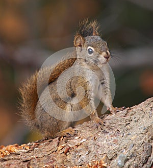 Brown squirrel on tree