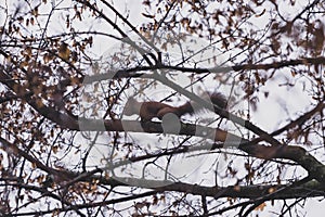 A brown squirrel in the tree during spring season. Sciurus vulgaris in the morning