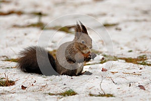 Brown squirrel in winter