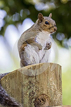 Brown Squirrel On A Wood Post