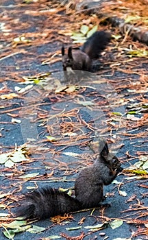 Brown squirrels eating
