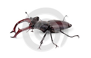Brown stag beetle Lucanus cervus