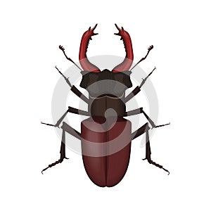 Brown stag beetle, top view of large insect bug with big horns