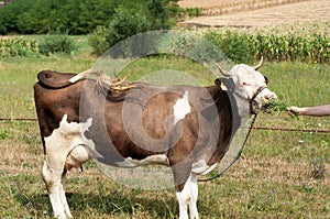 Brown stained cow eating grass from farmer's hand on a green mead