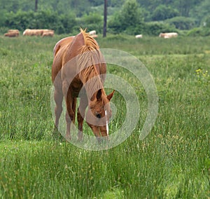 Brown stallion