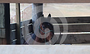 A brown stallion horse peers out of his stable.