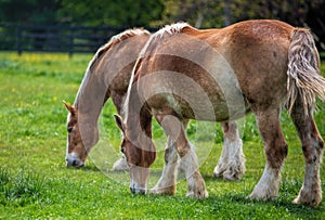 Brown Stallion and Mare Grazing in Verdant Grass Pasture