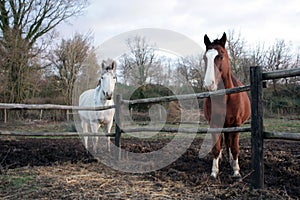 A brown stallion, with a white spot on the snout, and a white horse photographed together. Photograph taken at sunset.