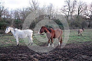 A brown stallion, with a white spot on the snout, and a white horse photographed together. Photograph taken at sunset.