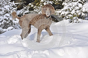 Brown Standard Poodle playing in Snow