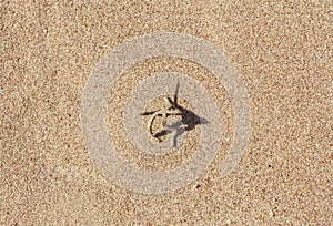 Brown starfish on a beach sand. Ideal as a background for your holiday/vacation/sea-related project photo