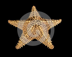 Brown starfish isolated on black background. Close-up