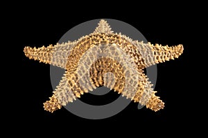 Brown starfish isolated on black background. Close-up