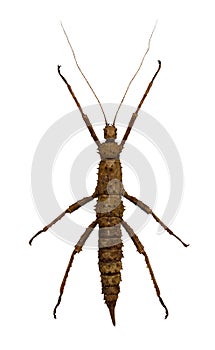 Brown stick insect with long feelers