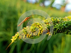 Brown sting grasshopper pest