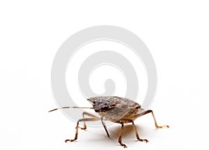 Brown Stink Bug