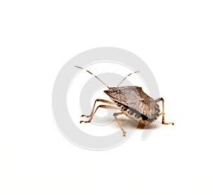 Brown Stink Bug