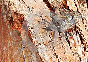 Brown Stink Bug pentatomidae Camouflauged photo