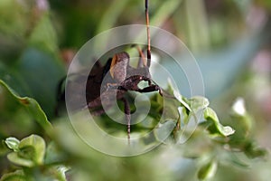 Brown stink bug or shield bug sitting on a plant