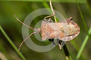 Brown stinkbug