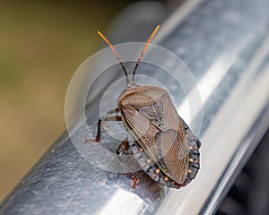 A Stinkbug sitting on a bullbar