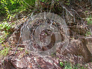 Brown stone rock texture with tree roots