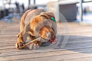 Brown stray dog eating bone in a sidewalk