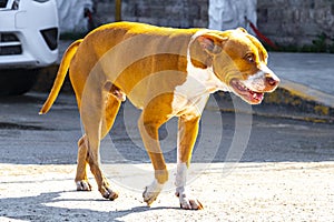 Brown stray dog at the ferry in Chiquila Mexico photo