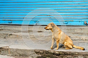 Brown stray dog with fractured leg in the streets of Thamel  Kathmandu  Nepal