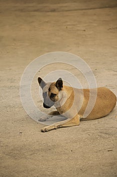 Brown stray dog laying on the roadside, resting and looking cautiously at the camera