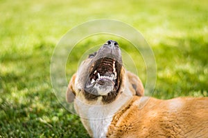 Brown stray dog with an open mouth lying on the grass in a park