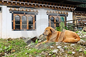 Brown stray dog resting on the floor near a building in a Bhutanese village