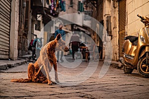 Brown stray dog on the streets of cairo, scratching itself as it is full of fleas. Example of poverty with many stray cats and