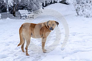 Brown stray dog wanders in Segmenler park in winter, Ankara