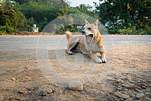 A brown stray dog yawning while sitting on a dusty road in India