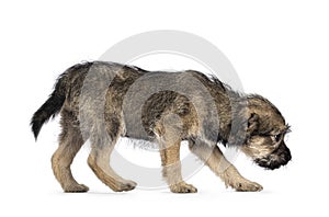 Brown stray puppy dog on white background