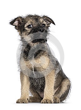 Brown stray puppy dog on white background