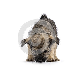 Brown stray puppy dog on white background