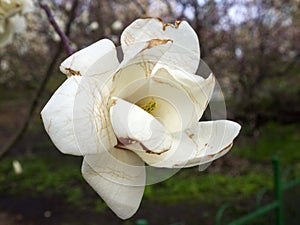 Brown streaks appeared on the white magnolia flower