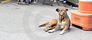 Brown Street Dog photo