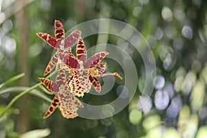Brown striped african orchid close up photo with a blured background photo
