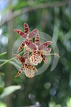 Brown striped african orchid close up photo photo