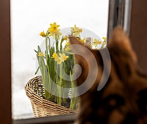 Brown striped Bengal cat looks out window at basket with flowering narcissists