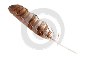 Brown striped bird feather on white background isolated close up, quill of bird of prey, eagle, falcon, hawk or buzzard feather