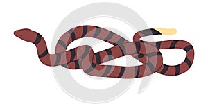 brown and striped black color snake wild nature reptile animal dangerous venomous predator creature