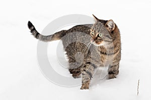 A brown striped cat cautiously walks forward on the snow cover