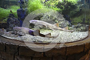 Brown-striped cat sharks swimming in the aquarium