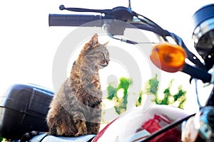 Brown striped cat sits on the seat of a motorcycle with a serious look